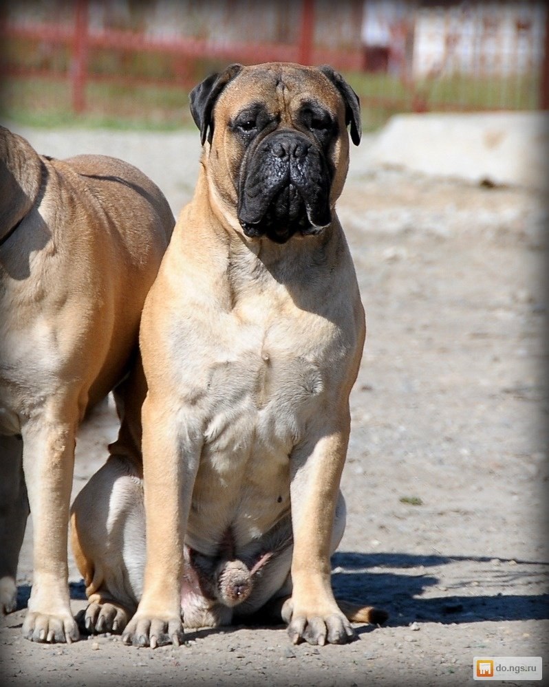 Mastiff автомобиль