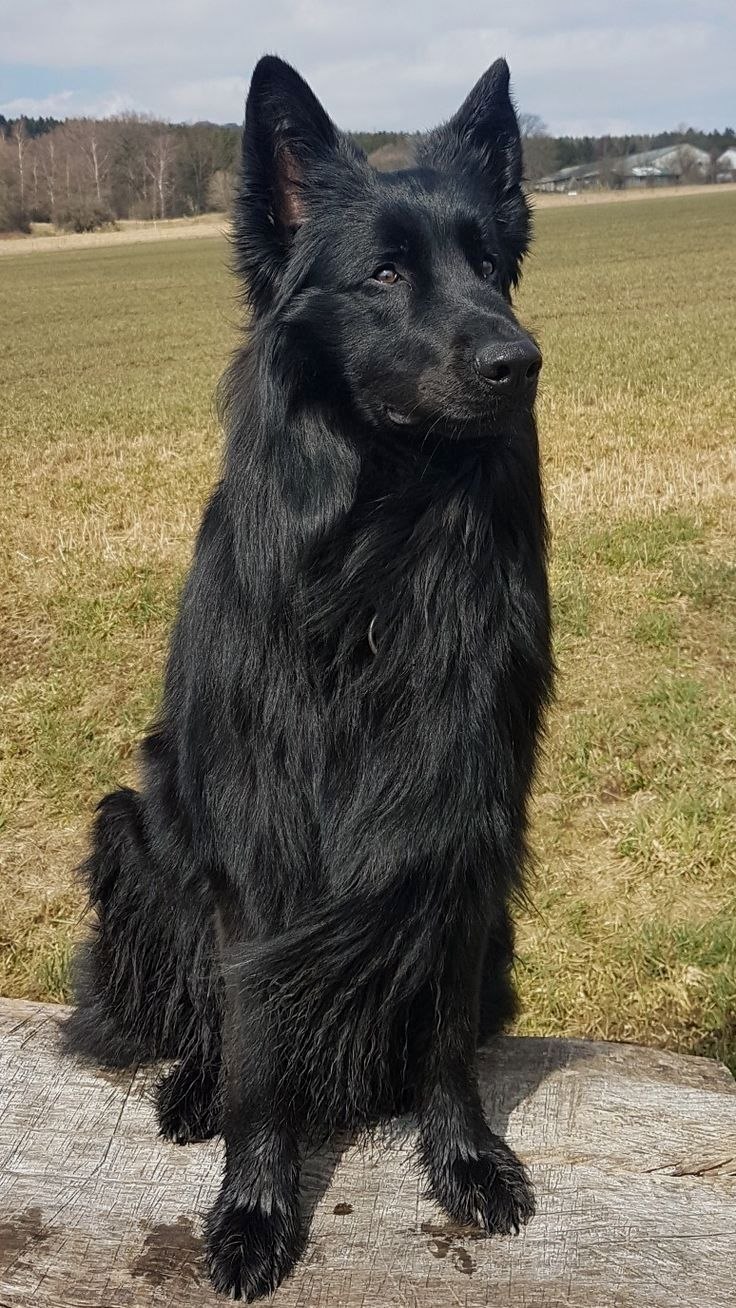 Английская пастушья овчарка