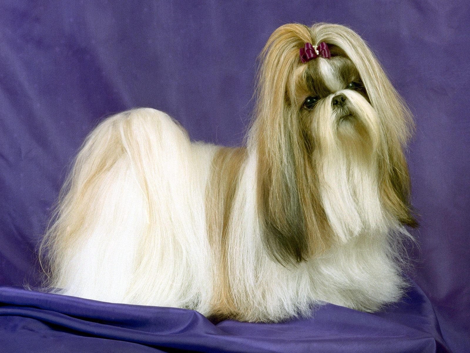 Маленькая собака с длинными волосами (61 фото) - картинки sobakovod.club