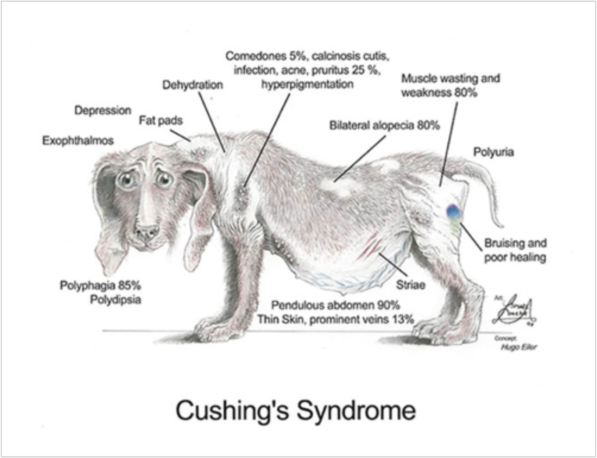Собака жившая морфологический. Синдром Кушинга у собак симптомы. Синдром Аддисона у собак. Болезнь синдрома Кушинга у собак. Синдром Аддисона у собак симптомы.