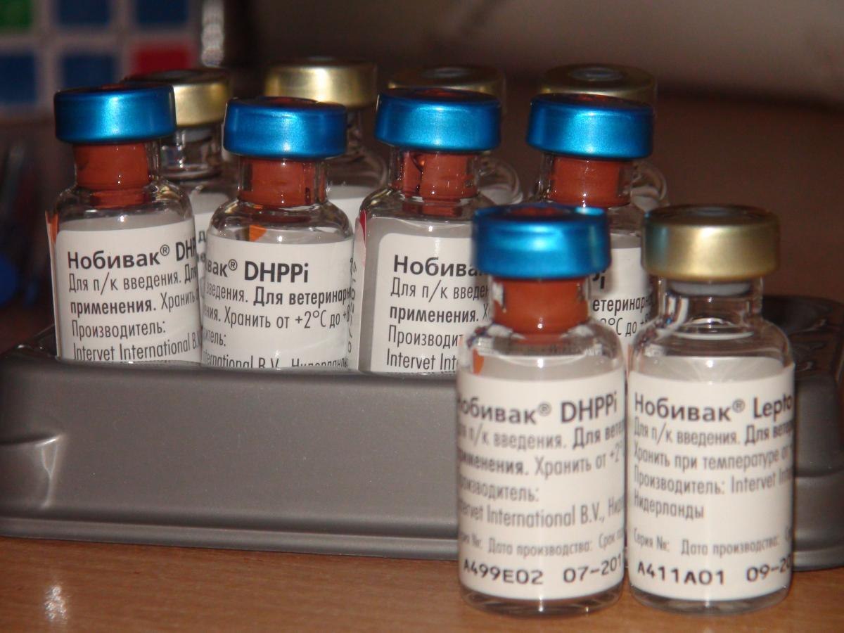 Купить вакцину нобивак для кошек в москве. Вакцина Нобивак трикет трио. Nobivac DHPPI. Нобивак DHPPI 50 доз. Комплексная вакцина для собак Нобивак.