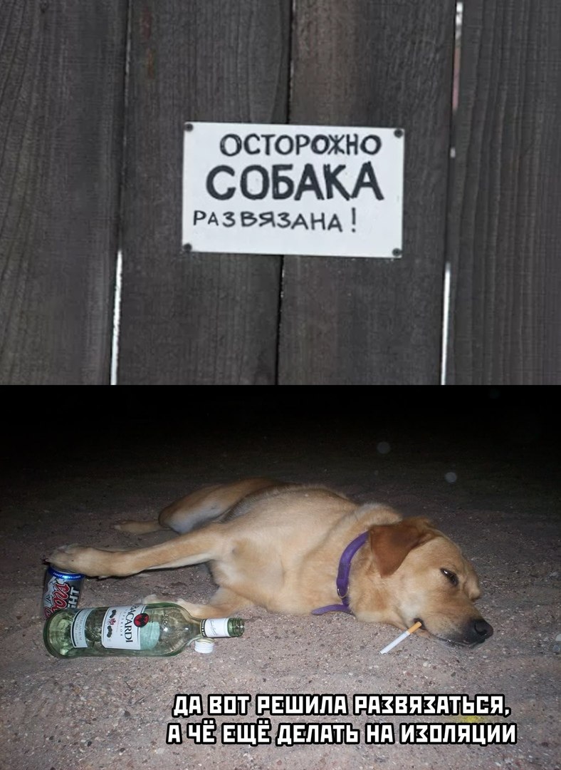 Собака ебобо
