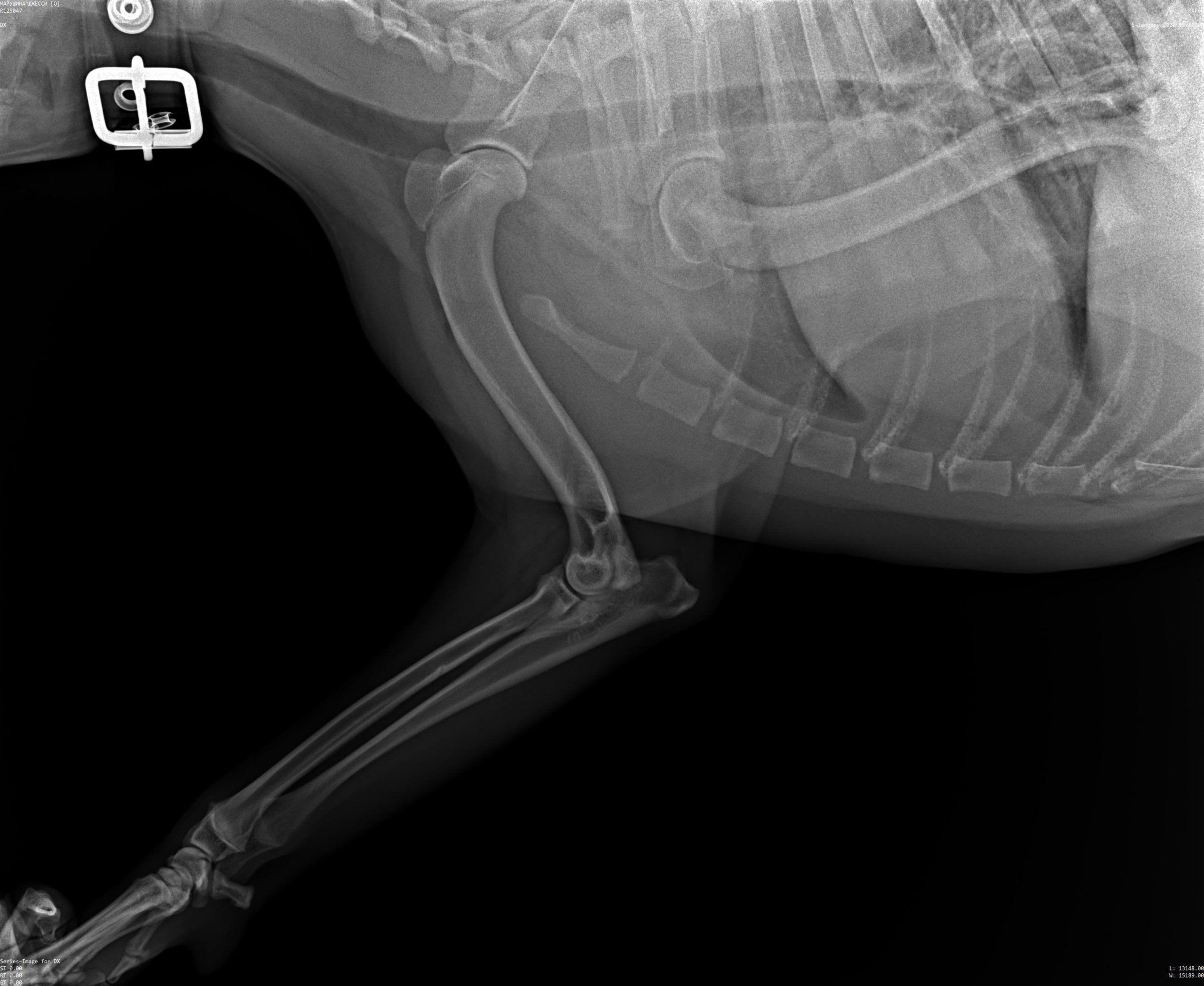 Рентген собаки. Локтевой сустав собаки рентген норма. Дисплазия локтя у собак на рентгене. Дисплазия локтевого сустава у собак. Дисплазия локтевого сустава у собак рентген.