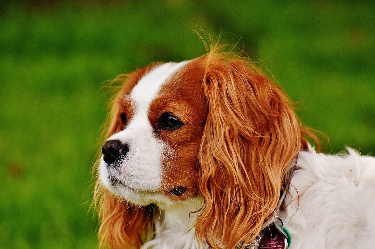 Собака рыжая с белым порода (55 фото) - картинки sobakovod.club