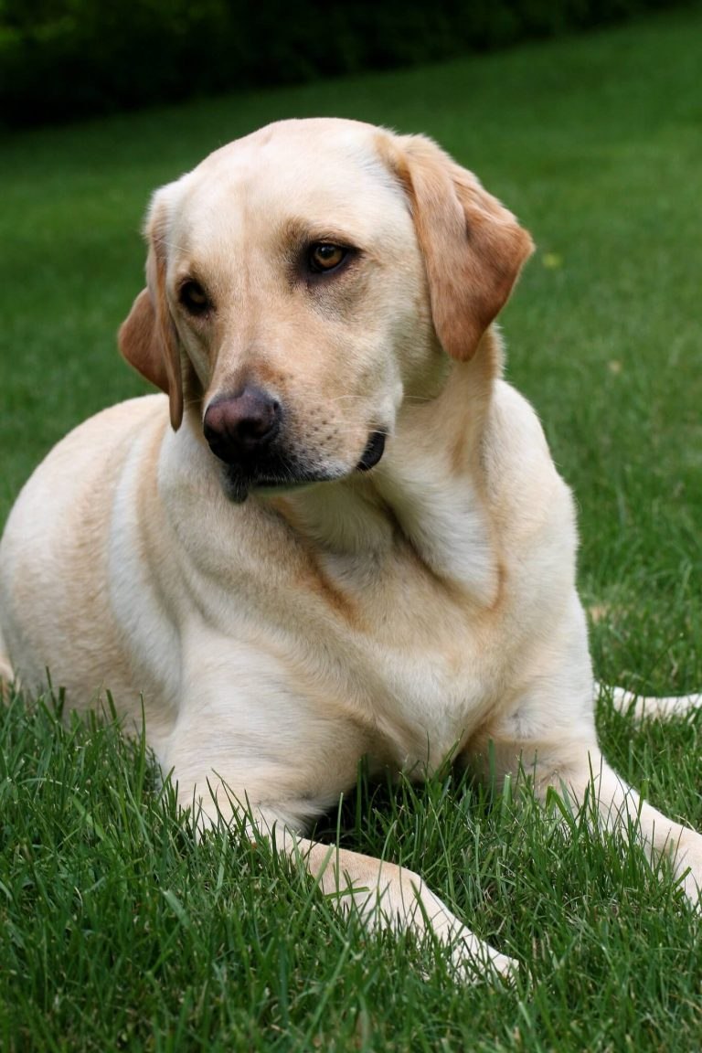 Лабрадор Retriever