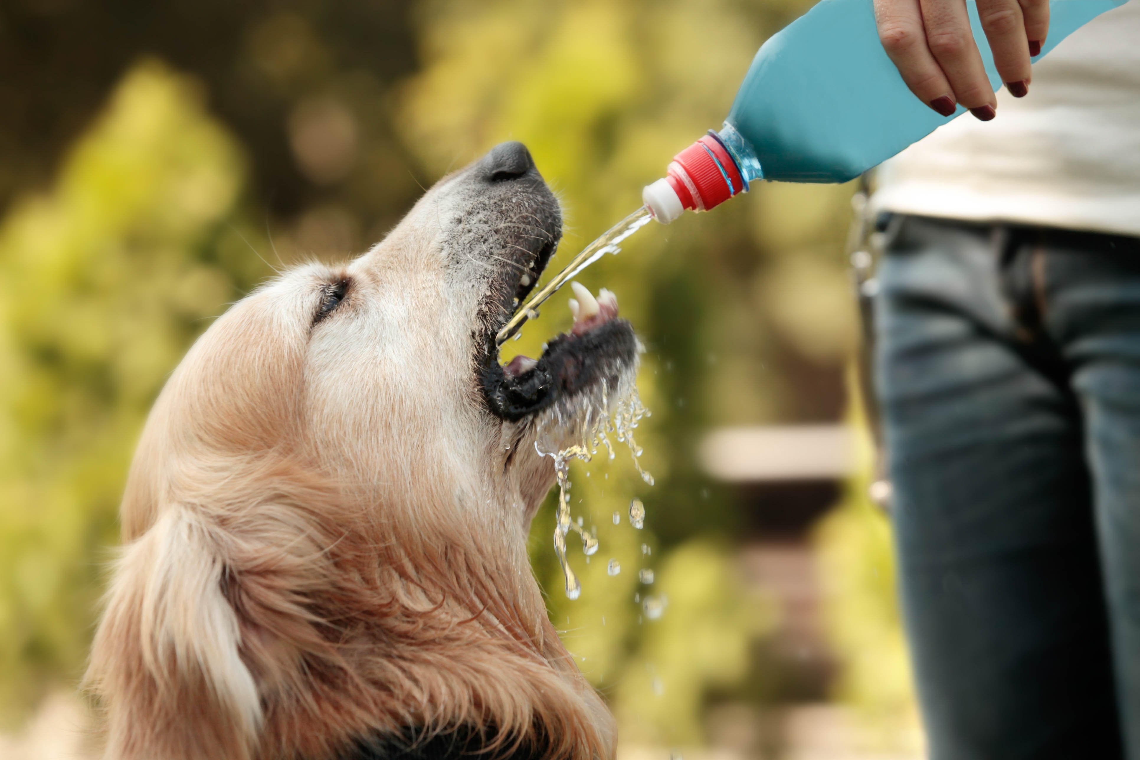 Собака не ест только пьет. Собака пьет. Питьё для собак. Пьющая собака. Собака пьет воду.