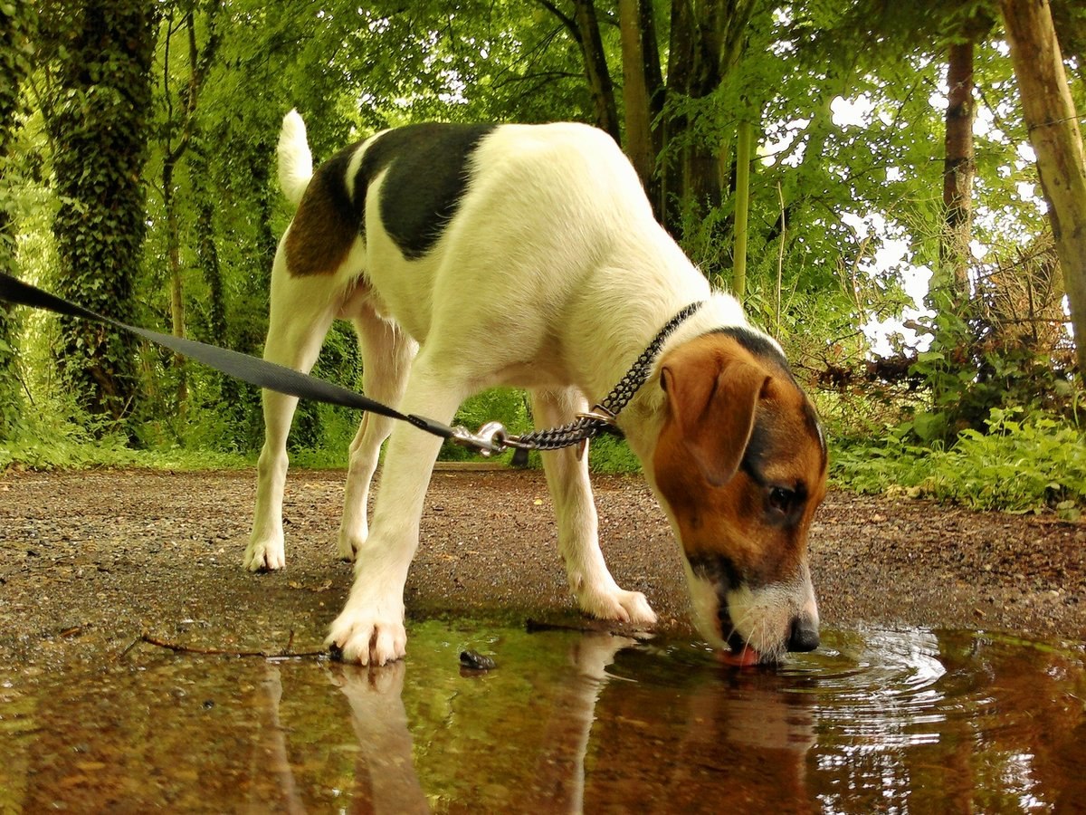 Почему собаки опасны. Собака. Собака пьет из лужи. Собака пьет воду.