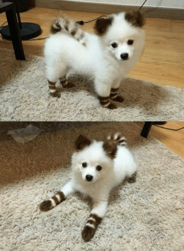 Маленькие не растущие собаки