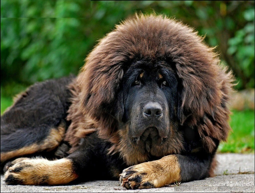 Огромная собака порода. Тибетский мастиф. Мастиф тибетский мастиф. Тибетский мастиф и волкодав. Тибетский мастиф черный.