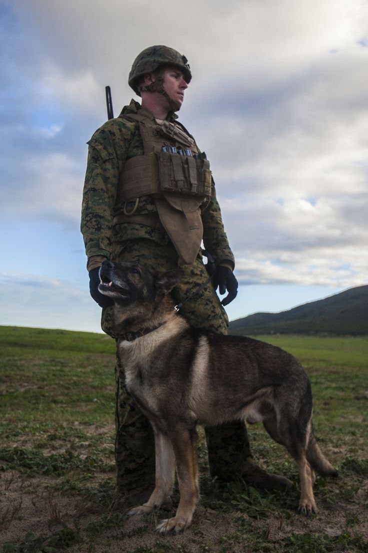 K9 овчарка Army