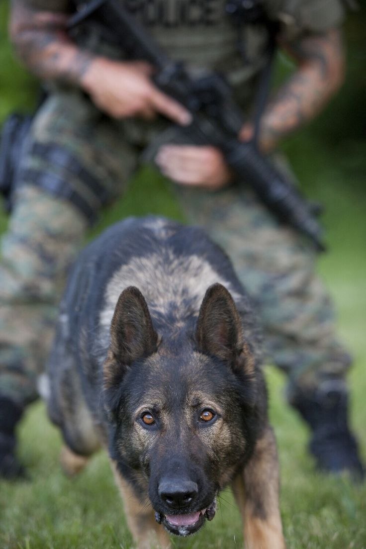 K9 овчарка Army