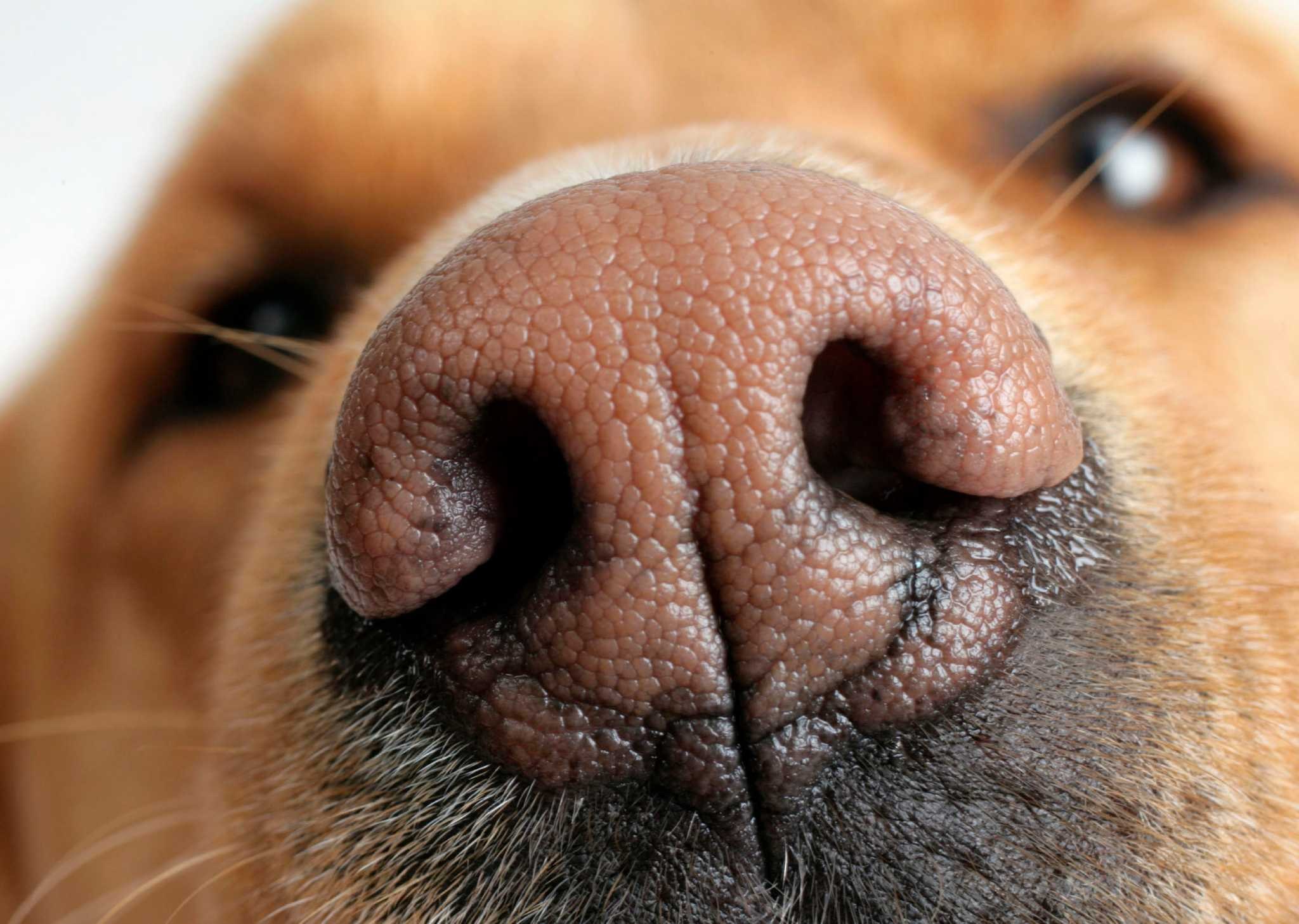 Какой нос у щенка. Нос собаки. Депигментация носа у собак. Отпечаток носа.