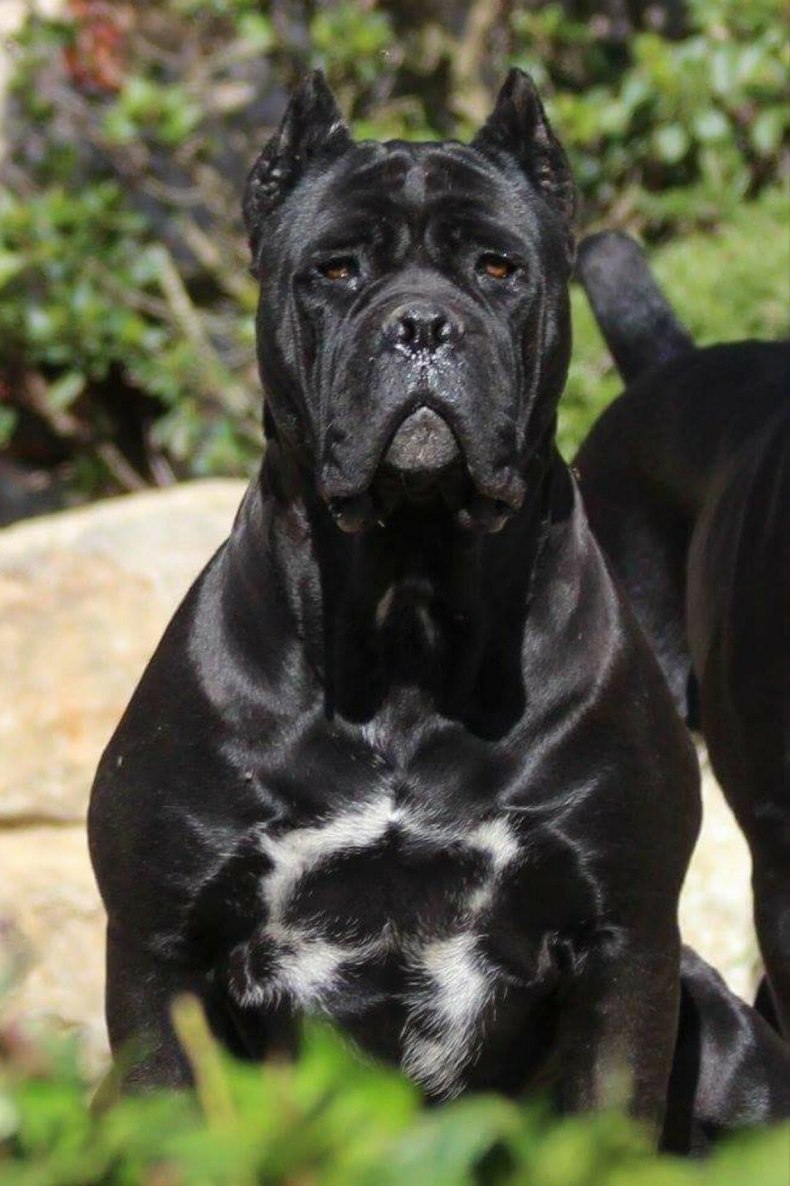 Кане Корсо собака