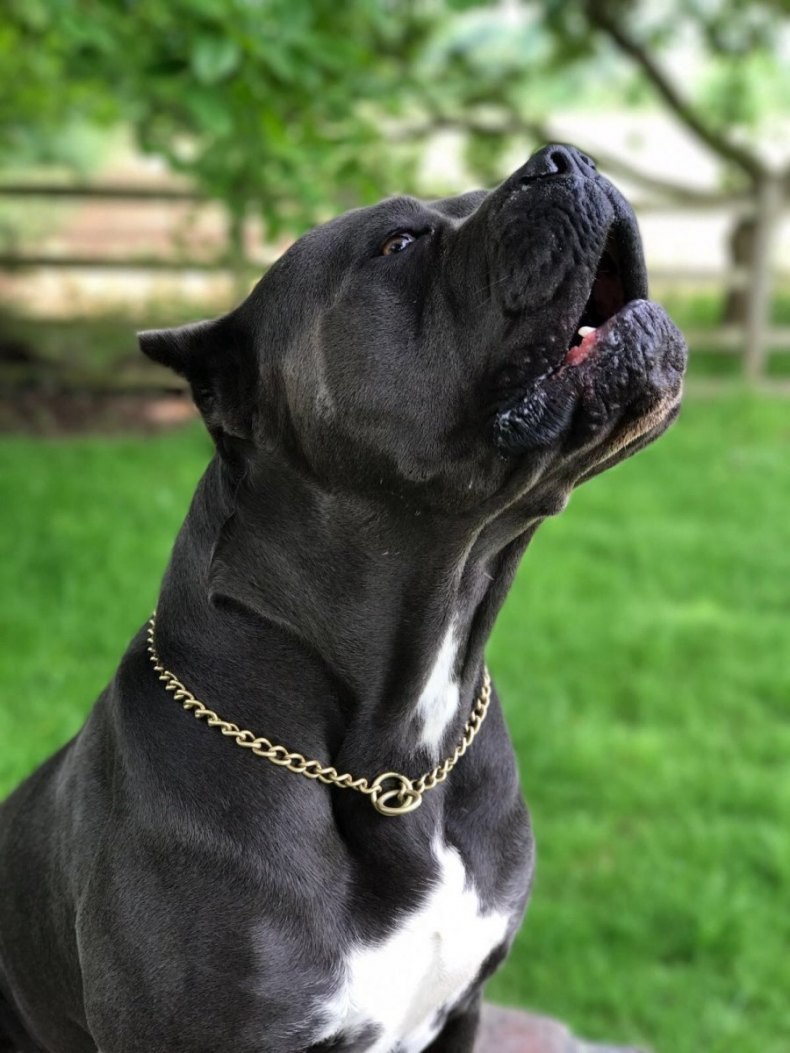 Кане Корсо (Cane Corso)