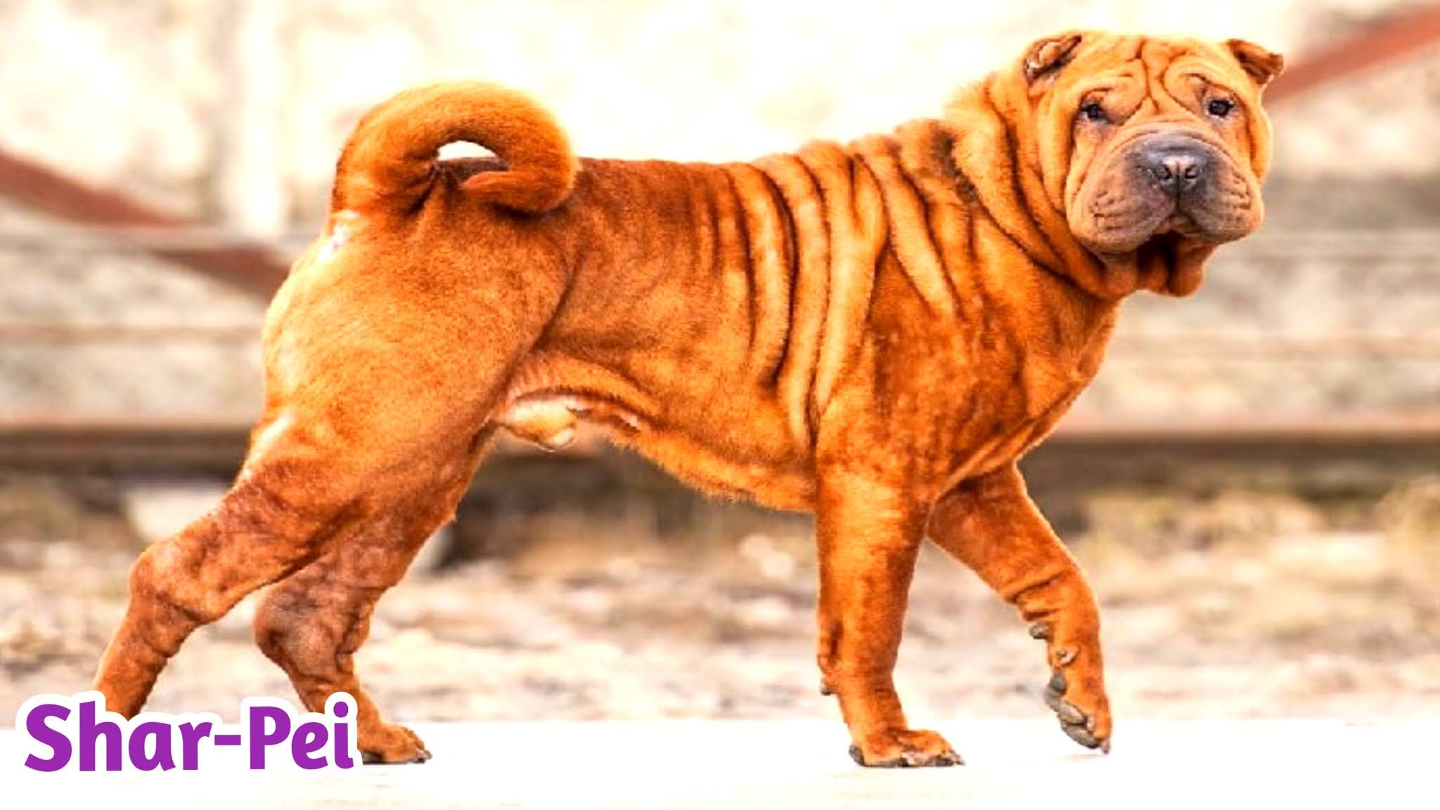 Фотография породы шарпей. Собака шарпей. Порода шарпей. Карликовый шарпей. Шарпей породы собак Китая.