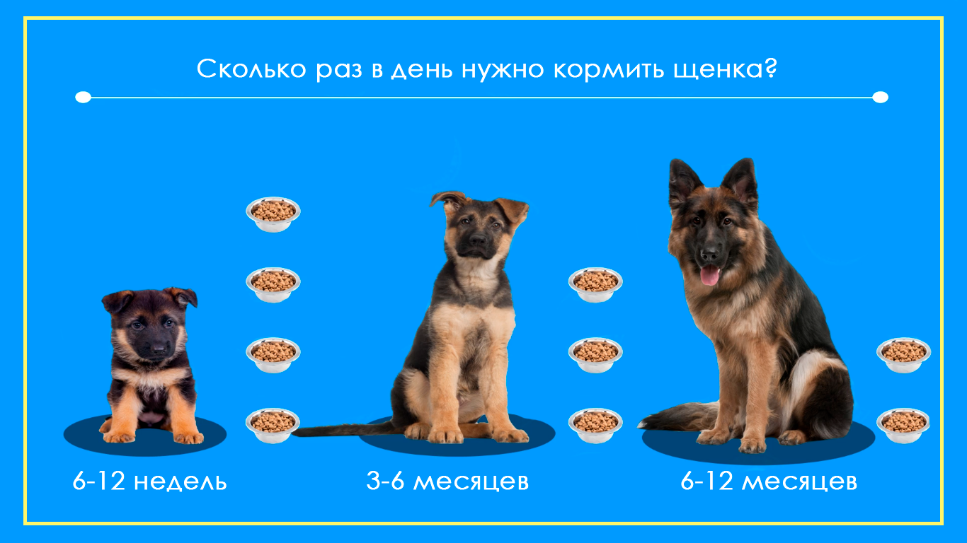 Сколько раз надо кормить щенка