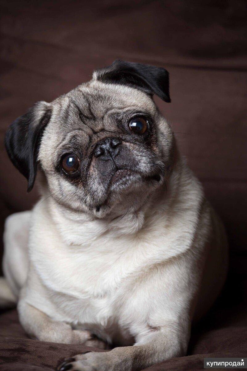 Pug Мопс