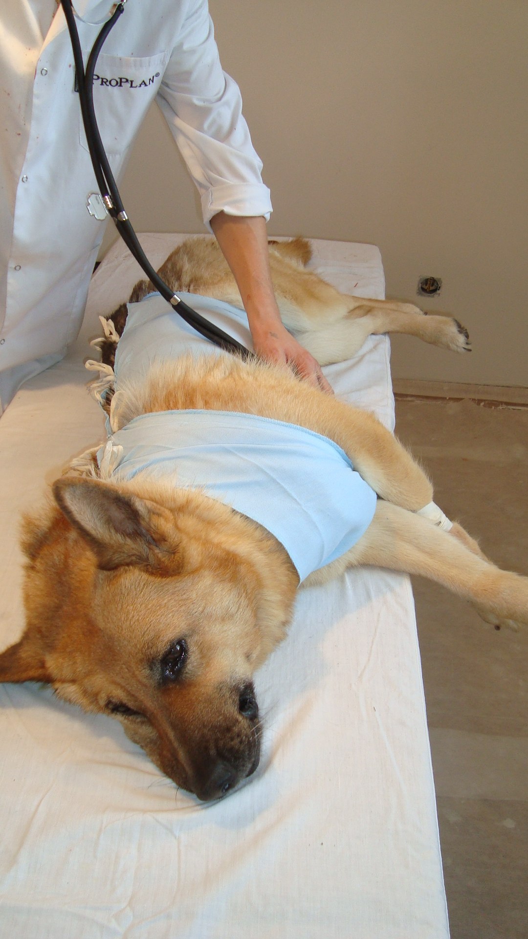 Реабилитация собаки после операции