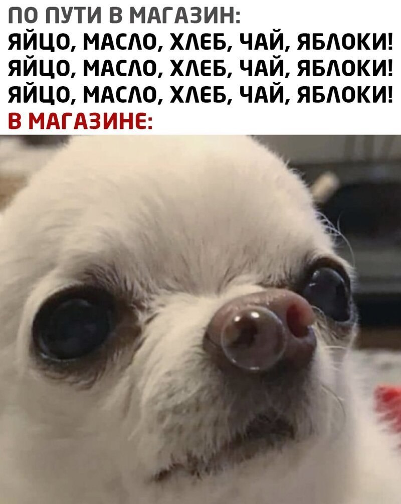 Депигментация носа у собак