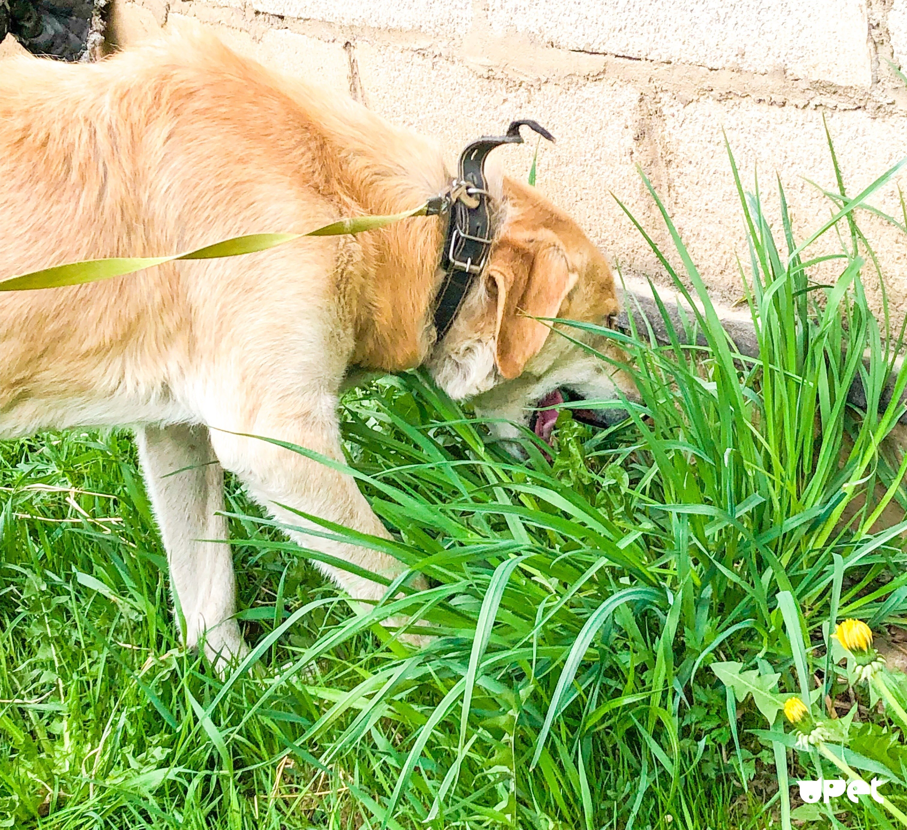 Зачем собака есть траву. Собака ест траву. Собачья трава. Собака на траве. Травяная собака.