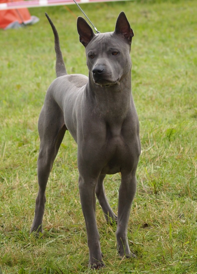 Вьетнамский хмонг собака фото