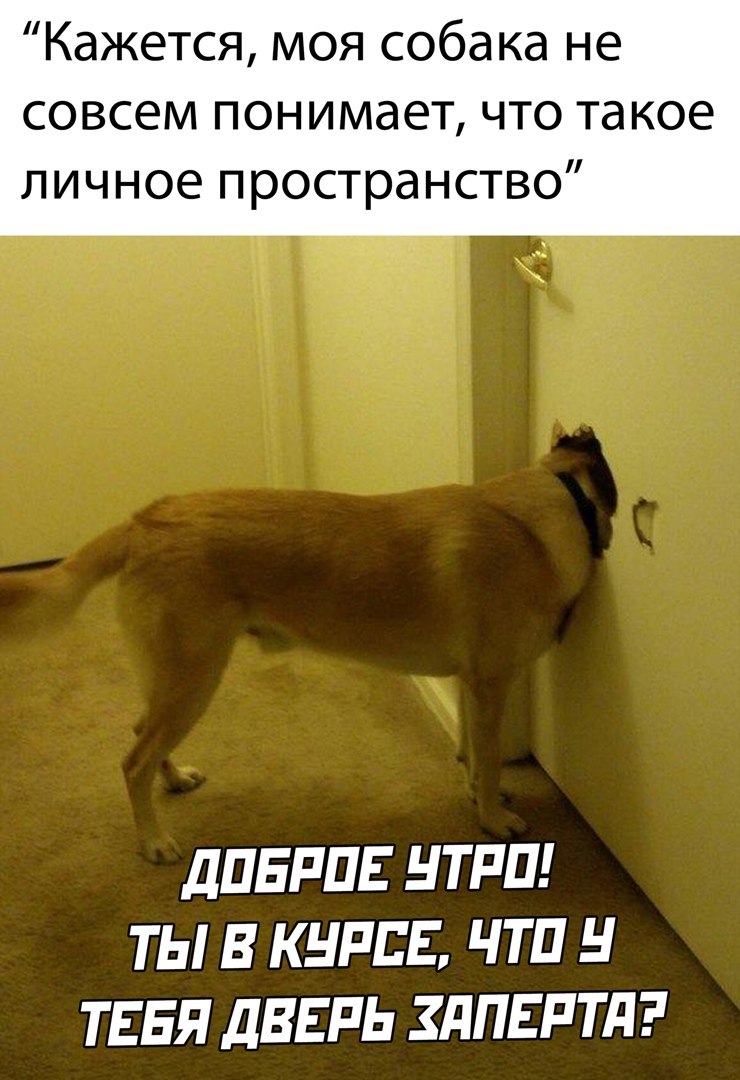 Стаффорд с человеком