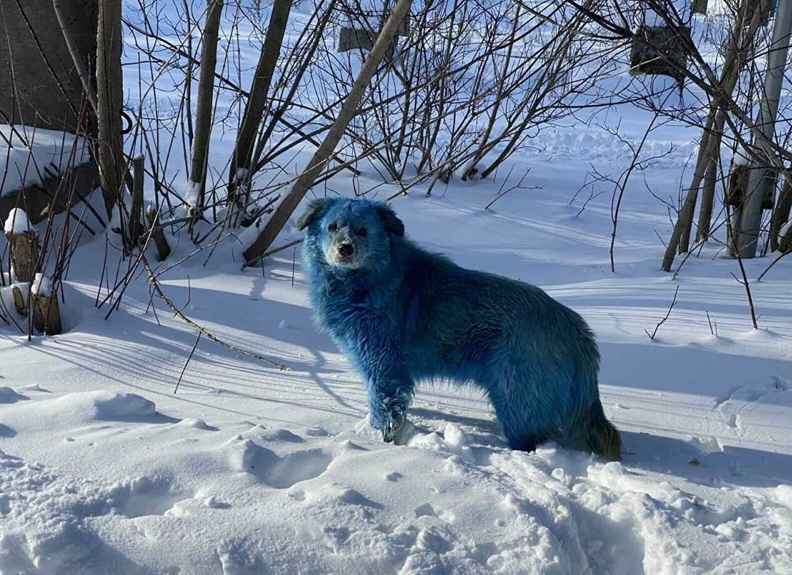 Почему собака синяя. Синие собаки в Дзержинске. Голубые собаки в Дзержинске. Синяя собака.