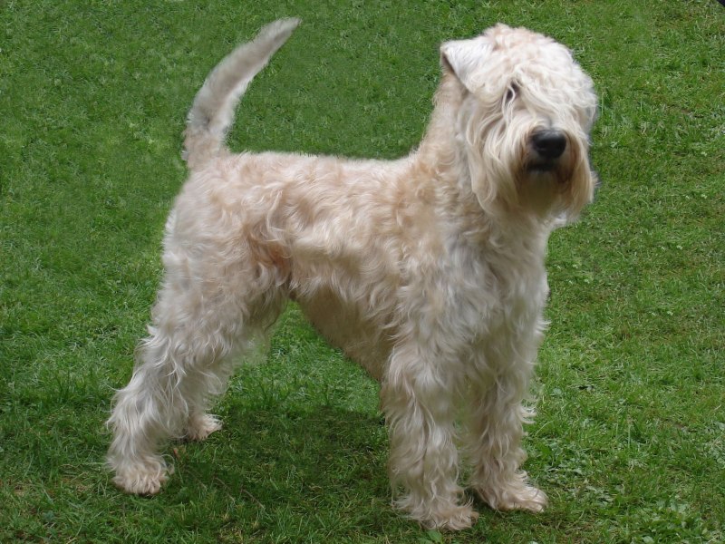 Soft Coated Wheaten Terrier