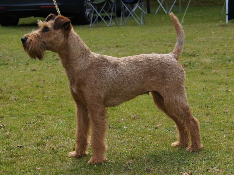 Ирландский терьер Irish Terrier