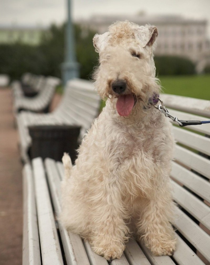 Ирландский терьер Irish Terrier