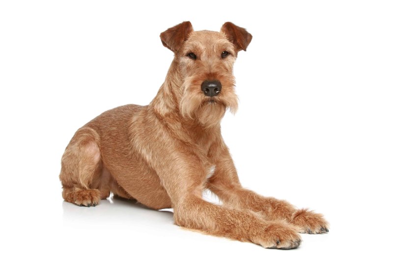 Ирландский терьер Irish Terrier