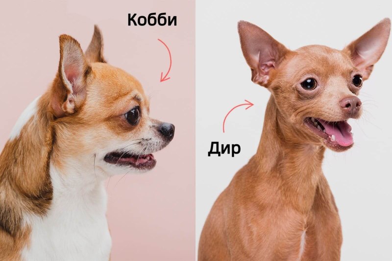 Чихуахуа мини короткошерстная
