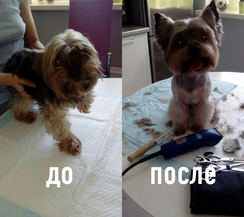 Стрижка щенка Йорка до и после