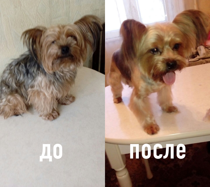 Йорк до и после стрижки