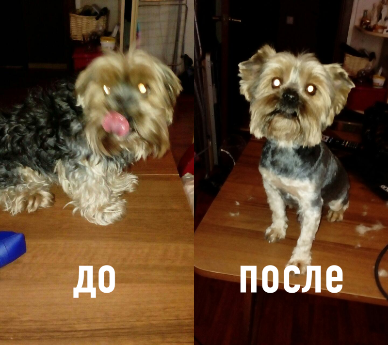 Йорк до и после стрижки