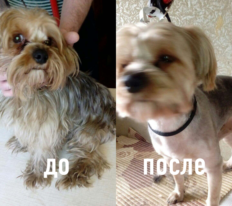 Стрижка щенка Йорка до и после