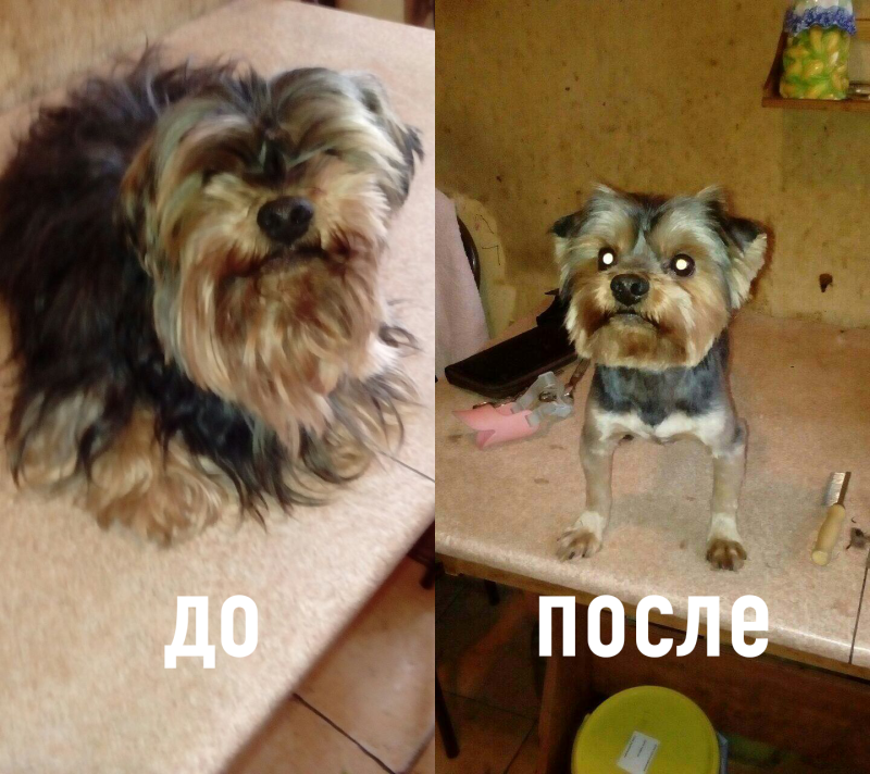 Йорк до и после стрижки