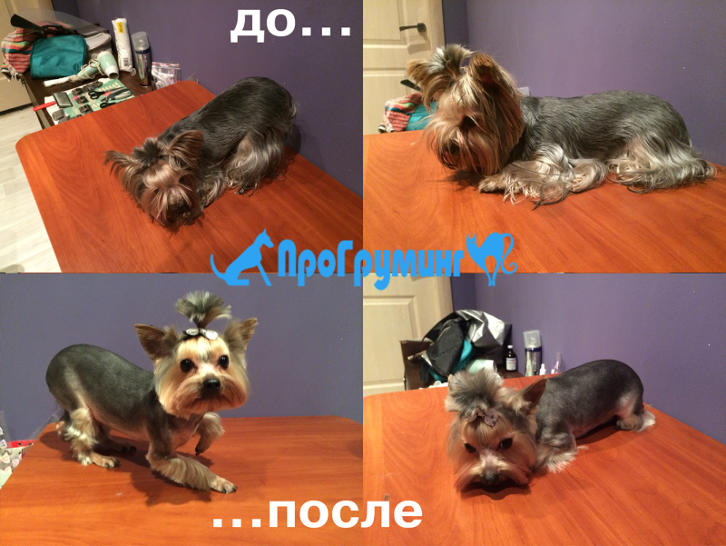 Йорк после стрижки приколы