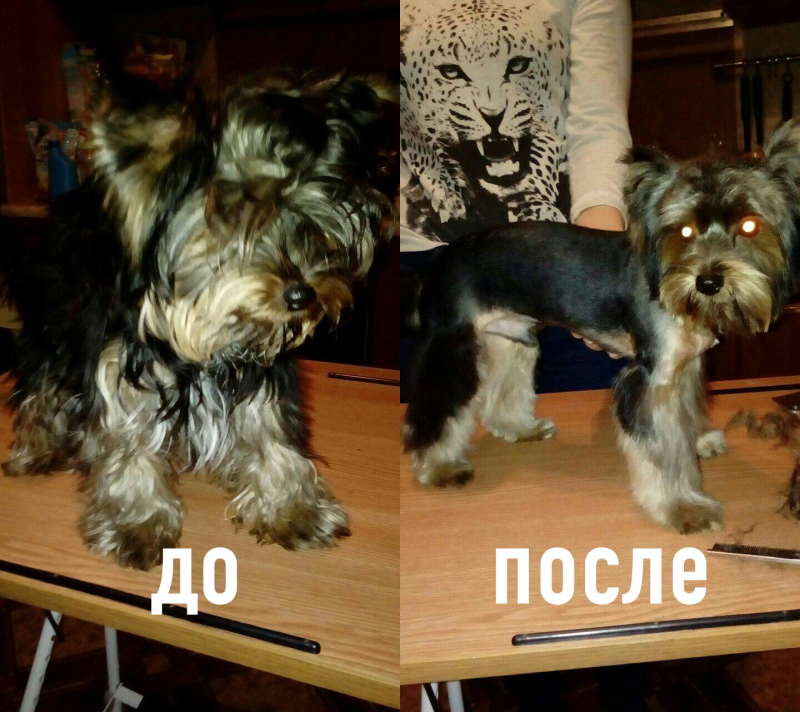 Йорк до и после стрижки