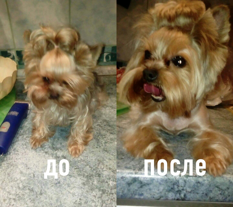 Йорк до и после стрижки