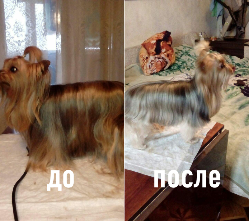 Йоркширский терьер подстриженный до и после