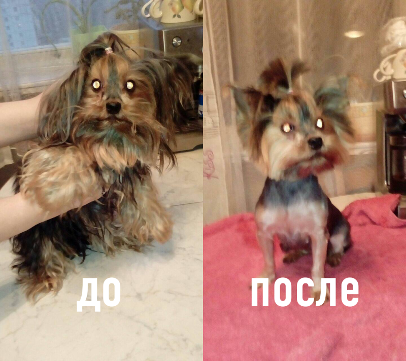 Йорк до и после стрижки