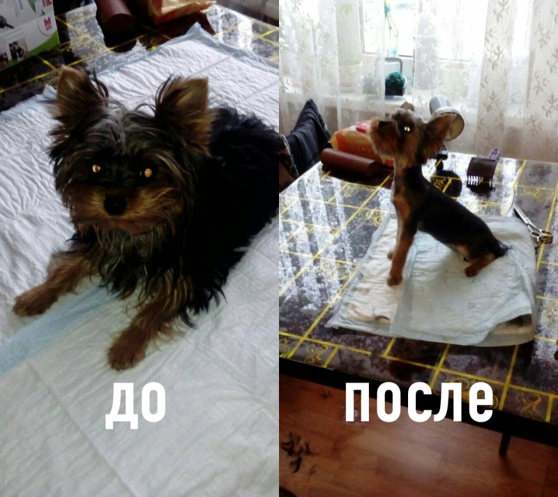 Стрижка Йорка до и после фото