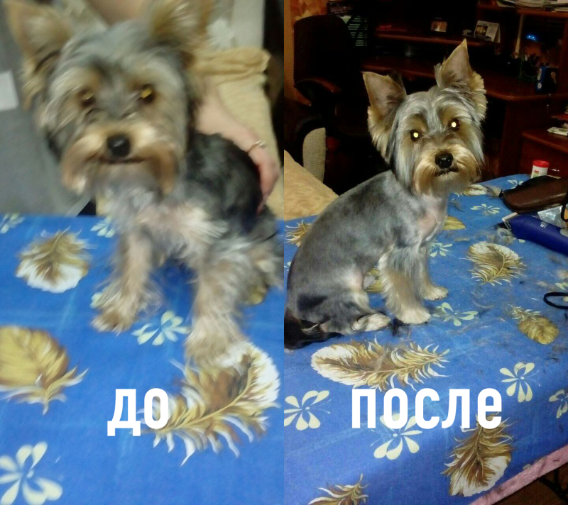 Йорк до и после стрижки