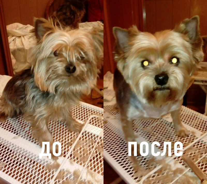 Йорк терьер до и после стрижка
