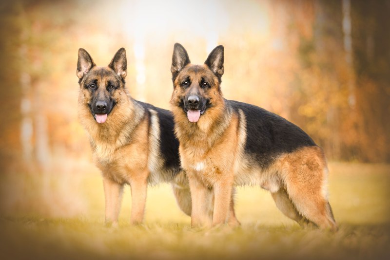 German Shepherd немецкая овчарка