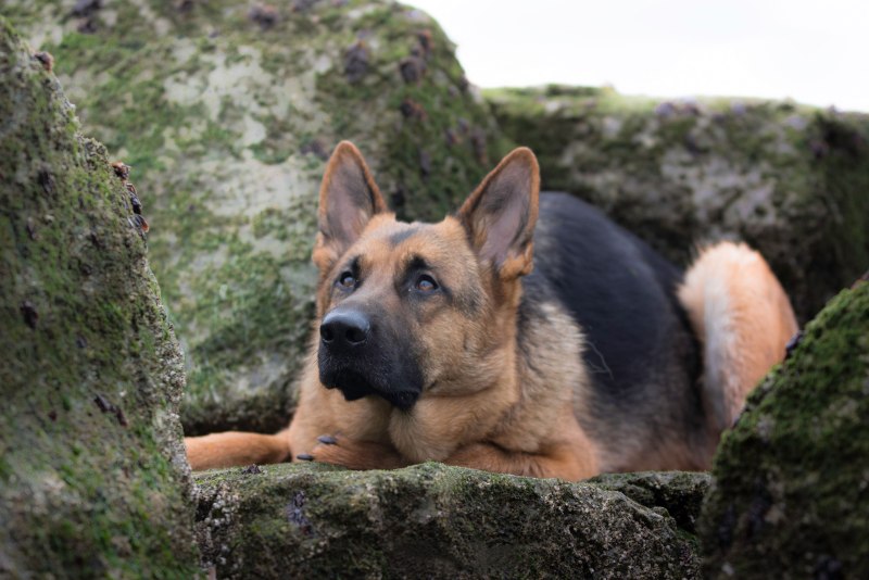 German Shepherd немецкая овчарка