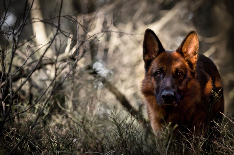 German Shepherd немецкая овчарка