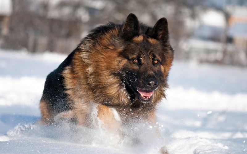 German Shepherd немецкая овчарка