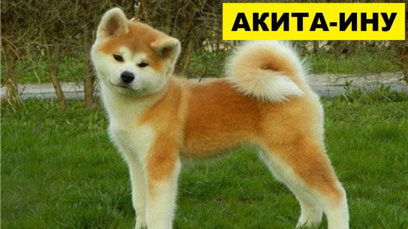 Японская лайка Акита ину